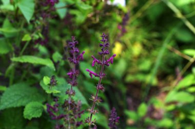 Hedge Woundwort, Stachys Sylvatica Orman Çiçeği. Çok güzel çiçek arkaplanı. Çalı Woundwort, Stachys Sylvatica Ormanlık Orman Çiçeği. Güzel çiçek arkaplanı