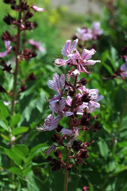 The Burning bush, dittany, gas plant or fraxinella (Dictamnus albus) flowering with five-petalled flowers in colour from pale purple to white with long projecting stamens in the garden