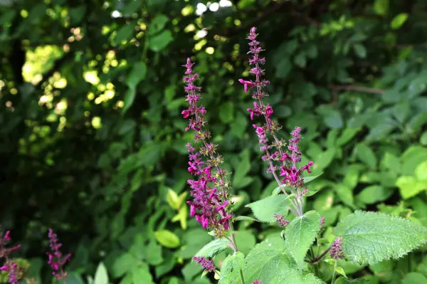 stock image Hedge Woundwort - Stachys sylvatica Common woodland wildflower. Beautiful floral background.Hedge Woundwort - Stachys sylvatica Common woodland wildflower. Beautiful floral background