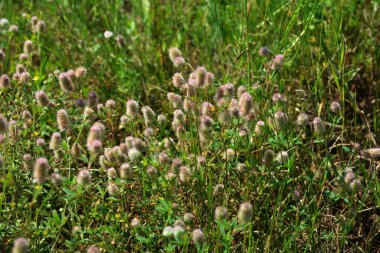 Trifolium kalkışı yakın çekim. Çayırdaki tüylü yonca. Tarlada yetişen yaz bitkileri. Renkli parlak bitkiler. Ayrıntılara seçici odaklanma, bulanık arkaplan.
