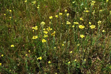 Bahçedeki taze sarı çiçekler, Helichrysum arenası. Sarı orman çiçeklerinin görüntüsü..