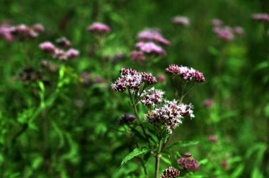 Kenevir tarımı (Eupatorium cannabinum) aşırı gelişmiş bir göletin kenarında çiçek açar. Eupatorium chanvrine, kenevir tarımı (Eupatorium cannabinum) tomurcuk ve çiçek açar..
