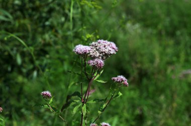 Kenevir tarımı (Eupatorium cannabinum) aşırı gelişmiş bir göletin kenarında çiçek açar. Eupatorium chanvrine, kenevir tarımı (Eupatorium cannabinum) tomurcuk ve çiçek açar..