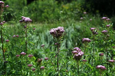 Kenevir tarımı (Eupatorium cannabinum) aşırı gelişmiş bir göletin kenarında çiçek açar. Eupatorium chanvrine, kenevir tarımı (Eupatorium cannabinum) tomurcuk ve çiçek açar..
