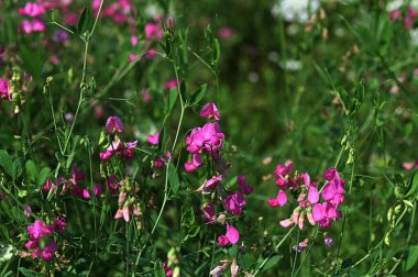 Parlak pembe bezelye, Lathyrus sp., çiçekler. Lathyrus tüberozusu bahçedeki yeşil otların arasında yetişir..