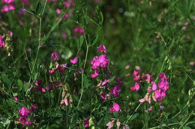 Bright pink sweet pea, Lathyrus sp., flowers. Lathyrus tuberosus grows among the green grasses in the garden. clipart