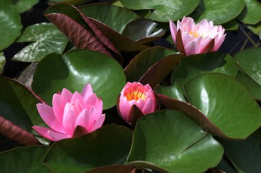 Nymphaea candida çiçeği ya da gölde açan beyaz nilüfer çiçekleri. Yukarıdan görülen sarı polenli beyaz nilüfer çiçeği. Cüce Beyaz Su Zambağı, Küçük Beyaz Su Zambağı, Minyatür Su Zambağı