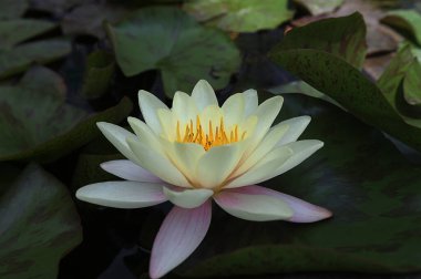 Nymphaea candida çiçeği ya da gölde açan beyaz nilüfer çiçekleri. Yukarıdan görülen sarı polenli beyaz nilüfer çiçeği. Cüce Beyaz Su Zambağı, Küçük Beyaz Su Zambağı, Minyatür Su Zambağı