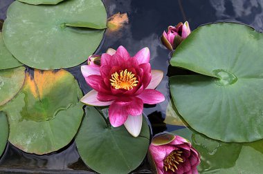 Nymphaea candida çiçeği ya da gölde açan beyaz nilüfer çiçekleri. Yukarıdan görülen sarı polenli beyaz nilüfer çiçeği. Cüce Beyaz Su Zambağı, Küçük Beyaz Su Zambağı, Minyatür Su Zambağı