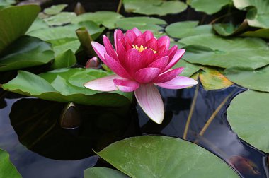 Nymphaea candida çiçeği ya da gölde açan beyaz nilüfer çiçekleri. Yukarıdan görülen sarı polenli beyaz nilüfer çiçeği. Cüce Beyaz Su Zambağı, Küçük Beyaz Su Zambağı, Minyatür Su Zambağı