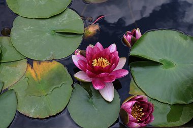 Nymphaea candida çiçeği ya da gölde açan beyaz nilüfer çiçekleri. Yukarıdan görülen sarı polenli beyaz nilüfer çiçeği. Cüce Beyaz Su Zambağı, Küçük Beyaz Su Zambağı, Minyatür Su Zambağı
