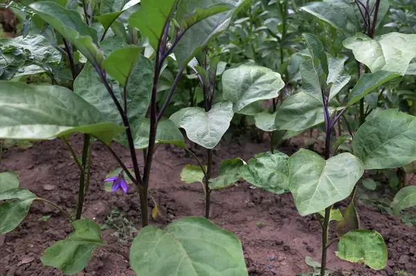 stock image Eggplant, aubergine or brinjal is a plant species in the nightshade family Solanaceae. Solanum melongena is grown worldwide for its edible fruit. Most commonly purple, the spongy, absorbent fruit.