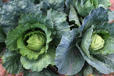 Taze taze yeşil lahana başı (Brassica oleracea) ve hasat zamanından kısa bir süre önce ev yapımı bahçede birçok yaprak yetişiyor. Organik tarım, sağlıklı yiyecekler, BIO videoları, doğa konseptine dönüş..