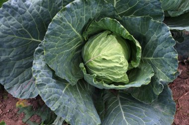 Taze taze yeşil lahana başı (Brassica oleracea) ve hasat zamanından kısa bir süre önce ev yapımı bahçede birçok yaprak yetişiyor. Organik tarım, sağlıklı yiyecekler, BIO videoları, doğa konseptine dönüş..