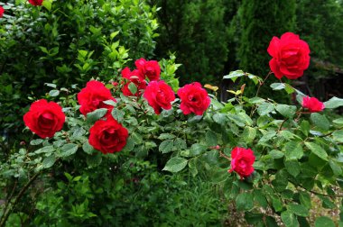 Kırsal alanda yazın kırmızı güller açar. Doğal habitatlarında kırmızı güller, yakın mesafeden çiçek açarlar. Zarif, samimi, romantik, narin.