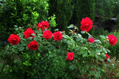 Kırsal alanda yazın kırmızı güller açar. Doğal habitatlarında kırmızı güller, yakın mesafeden çiçek açarlar. Zarif, samimi, romantik, narin.