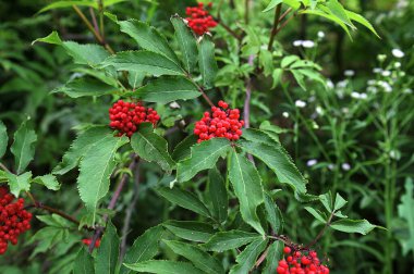 Bahçedeki kırmızı mürver, ya da Sambucus racemosa üzümü. Bir sürü parlak kırmızı mürver çileği..