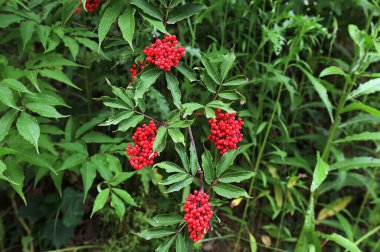 Bahçedeki kırmızı mürver, ya da Sambucus racemosa üzümü. Bir sürü parlak kırmızı mürver çileği..