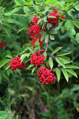 Bahçedeki kırmızı mürver, ya da Sambucus racemosa üzümü. Bir sürü parlak kırmızı mürver çileği..