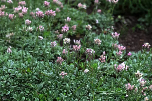 stock image A small blooming pink Catsfoot, Antennaria dioica flower in Europe. Wild plant shot in summer.Antennaria Dioica or catsfoot plant at the botanical garden in Lviv.