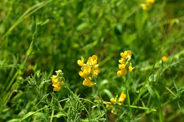 Yeşil çimenler (Lathyrus pratensis) arasında doğal habitatta sarı çiçeklerle çiçek açan, yakın plan sarı çayır çiçekleri (Lathyrus pratensis), seçici odak noktası
