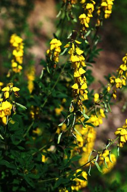 Lembotropis nigricanları vahşi doğada yetişir. Cyni Süpürgesi Çalı 'nda sarı çiçeklerin hassas bir dalı.