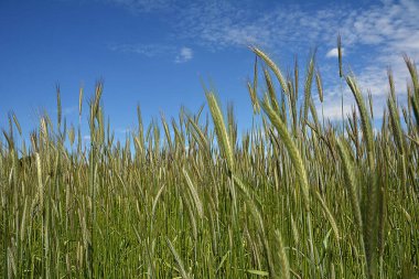 Tarım. Mavi gökyüzüne karşı yeşil buğday kulakları. Olgunlaşmamış yeşil kulaklar gökyüzüne karşı..