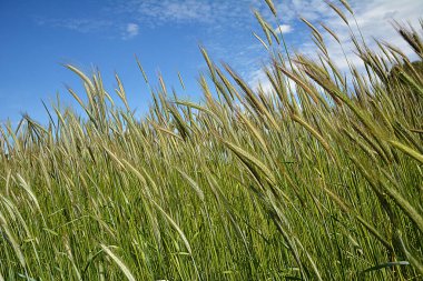 Tarım. Mavi gökyüzüne karşı yeşil buğday kulakları. Olgunlaşmamış yeşil kulaklar gökyüzüne karşı..