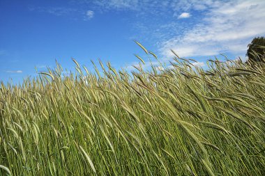 Tarım. Mavi gökyüzüne karşı yeşil buğday kulakları. Olgunlaşmamış yeşil kulaklar gökyüzüne karşı..
