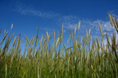 Tarım. Mavi gökyüzüne karşı yeşil buğday kulakları. Olgunlaşmamış yeşil kulaklar gökyüzüne karşı..