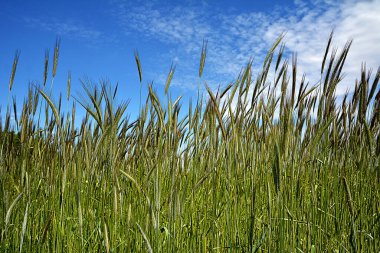 Tarım. Mavi gökyüzüne karşı yeşil buğday kulakları. Olgunlaşmamış yeşil kulaklar gökyüzüne karşı..