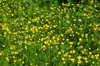 Ranunculus acris, Ranunculaceae familyasından çiçekli bir bitki türüdür, yaygın olarak kullanılan adlar arasında çayır çiçeği, uzun düğün çiçeği, düğün çiçeği ve dev düğün çiçeği bulunur..