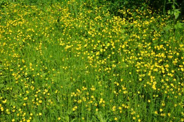 Ranunculus acris, Ranunculaceae familyasından çiçekli bir bitki türüdür, yaygın olarak kullanılan adlar arasında çayır çiçeği, uzun düğün çiçeği, düğün çiçeği ve dev düğün çiçeği bulunur..