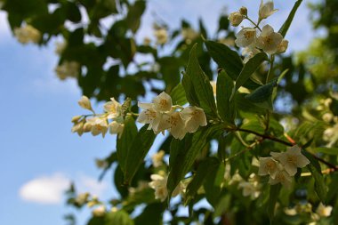 Güzel beyaz Jasmine çiçekleri mavi gökyüzüne karşı. Yasemin ya da yasemin resmi asma ve ilkbaharda beyaz çiçekler.