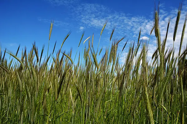 stock image Agriculture. Green ears of wheat against a blue sky.Close-up of unripe green ears of triticale against the sky.