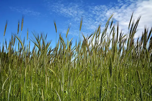 Tarım. Mavi gökyüzüne karşı yeşil buğday kulakları. Olgunlaşmamış yeşil kulaklar gökyüzüne karşı..