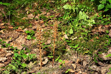 Ormanda kuş yuvası Neottia nidus-avis. Neottia nidus-avis, Kuş yuvası orkidesi, Avrupa karasal orkidesi.