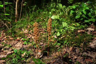 Ormanda kuş yuvası Neottia nidus-avis. Neottia nidus-avis, Kuş yuvası orkidesi, Avrupa karasal orkidesi.