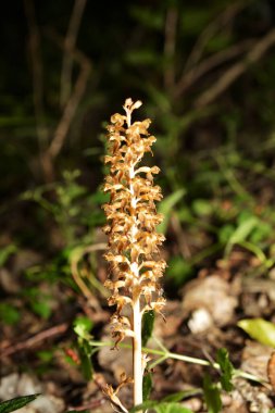 Ormanda kuş yuvası Neottia nidus-avis. Neottia nidus-avis, Kuş yuvası orkidesi, Avrupa karasal orkidesi.