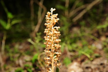 Ormanda kuş yuvası Neottia nidus-avis. Neottia nidus-avis, Kuş yuvası orkidesi, Avrupa karasal orkidesi.
