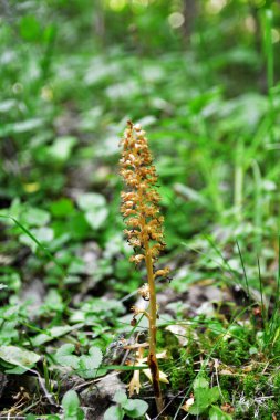 Ormanda kuş yuvası Neottia nidus-avis. Neottia nidus-avis, Kuş yuvası orkidesi, Avrupa karasal orkidesi.