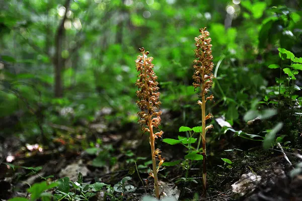 stock image Bird's-nest Orchid Neottia nidus-avis in the forest undergrowth.Neottia nidus-avis, Bird's-nest Orchid, flowering European terrestrial wild orchid in nature habitat