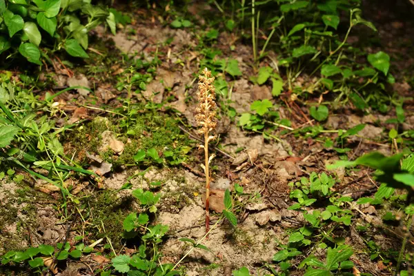 stock image Bird's-nest Orchid Neottia nidus-avis in the forest undergrowth.Neottia nidus-avis, Bird's-nest Orchid, flowering European terrestrial wild orchid in nature habitat