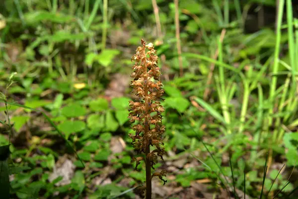 stock image Bird's-nest Orchid Neottia nidus-avis in the forest undergrowth.Neottia nidus-avis, Bird's-nest Orchid, flowering European terrestrial wild orchid in nature habitat