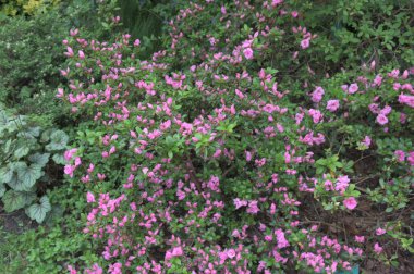 Güzel kırmızı rhododendron çiçekleri, bereketli Rhododendron çalıları yaz bahçesinde.
