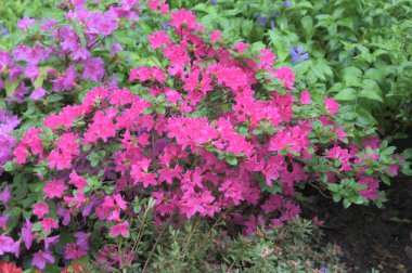 Beautiful red rhododendron flowers, lushly blooming Rhododendron bushes in summer garden. clipart