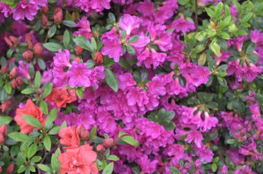 Güzel kırmızı rhododendron çiçekleri, bereketli Rhododendron çalıları yaz bahçesinde.