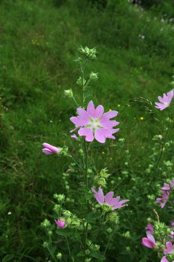 Malva Thuringiaca Lavatera Thuringiaca, Malvaceae familyasından bir bitki türü.