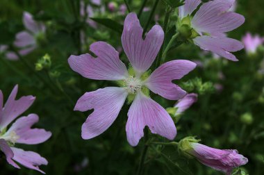 Malva Thuringiaca Lavatera Thuringiaca, Malvaceae familyasından bir bitki türü.