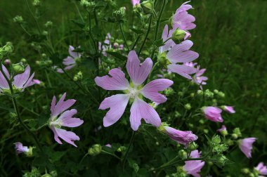 Malva Thuringiaca Lavatera Thuringiaca, Malvaceae familyasından bir bitki türü.